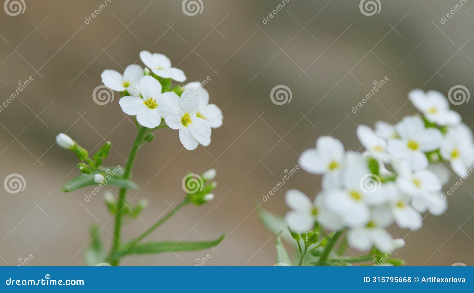 white flowers arabis alpina caucasica. lobularia maritima. macro view.