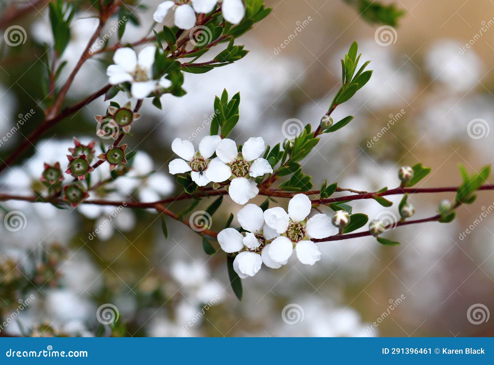 white flowers of the australian native flaky barked tea tree, gaudium trinervium, family myrtaceae