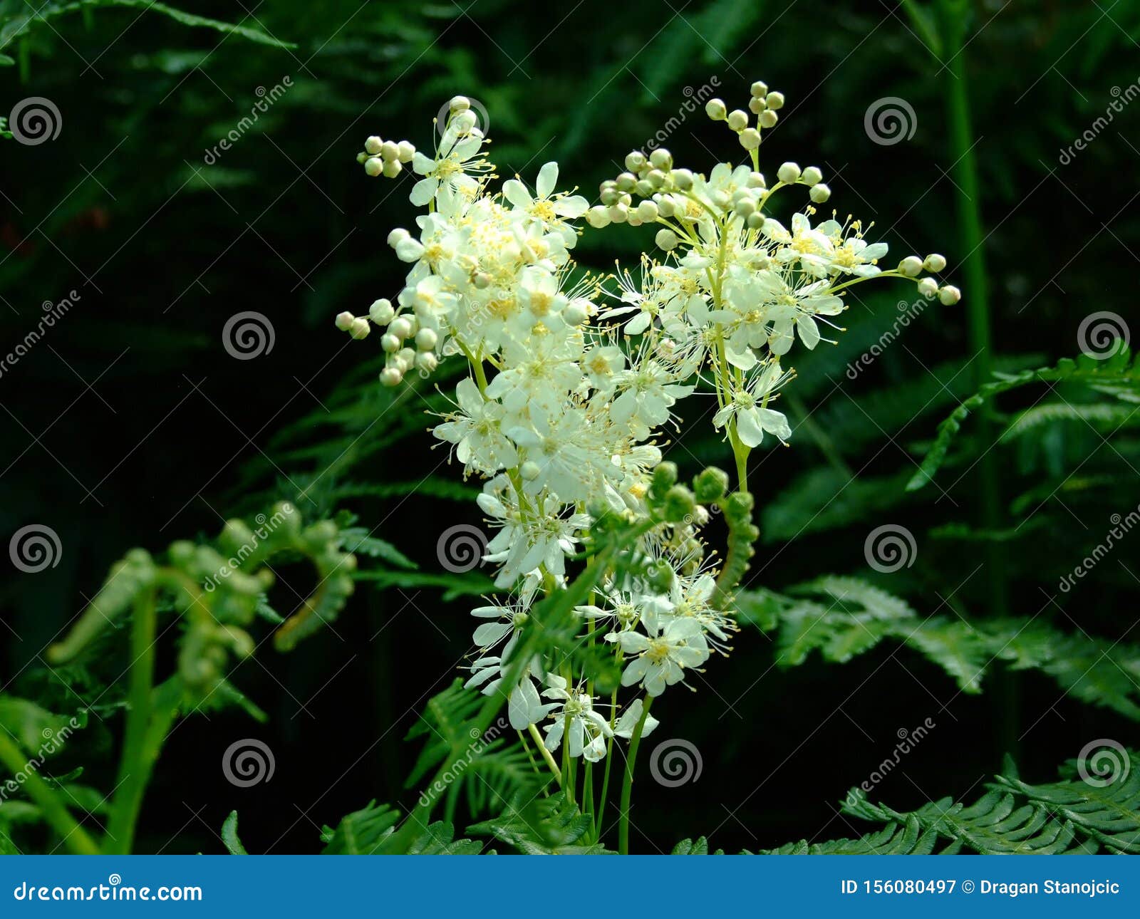 White Flowers with Beautiful White Petals. Stock Image Image of