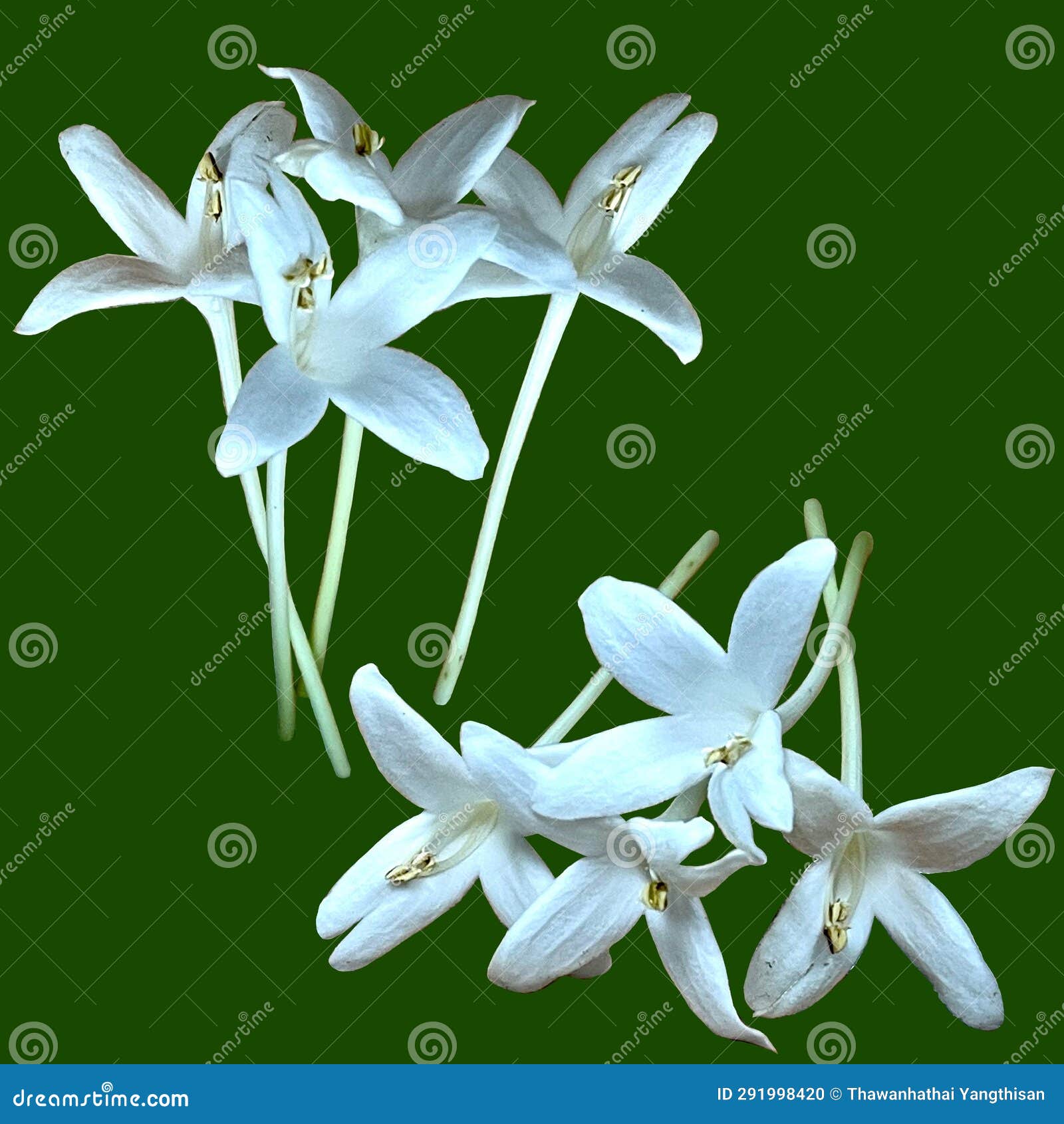 My Image 11