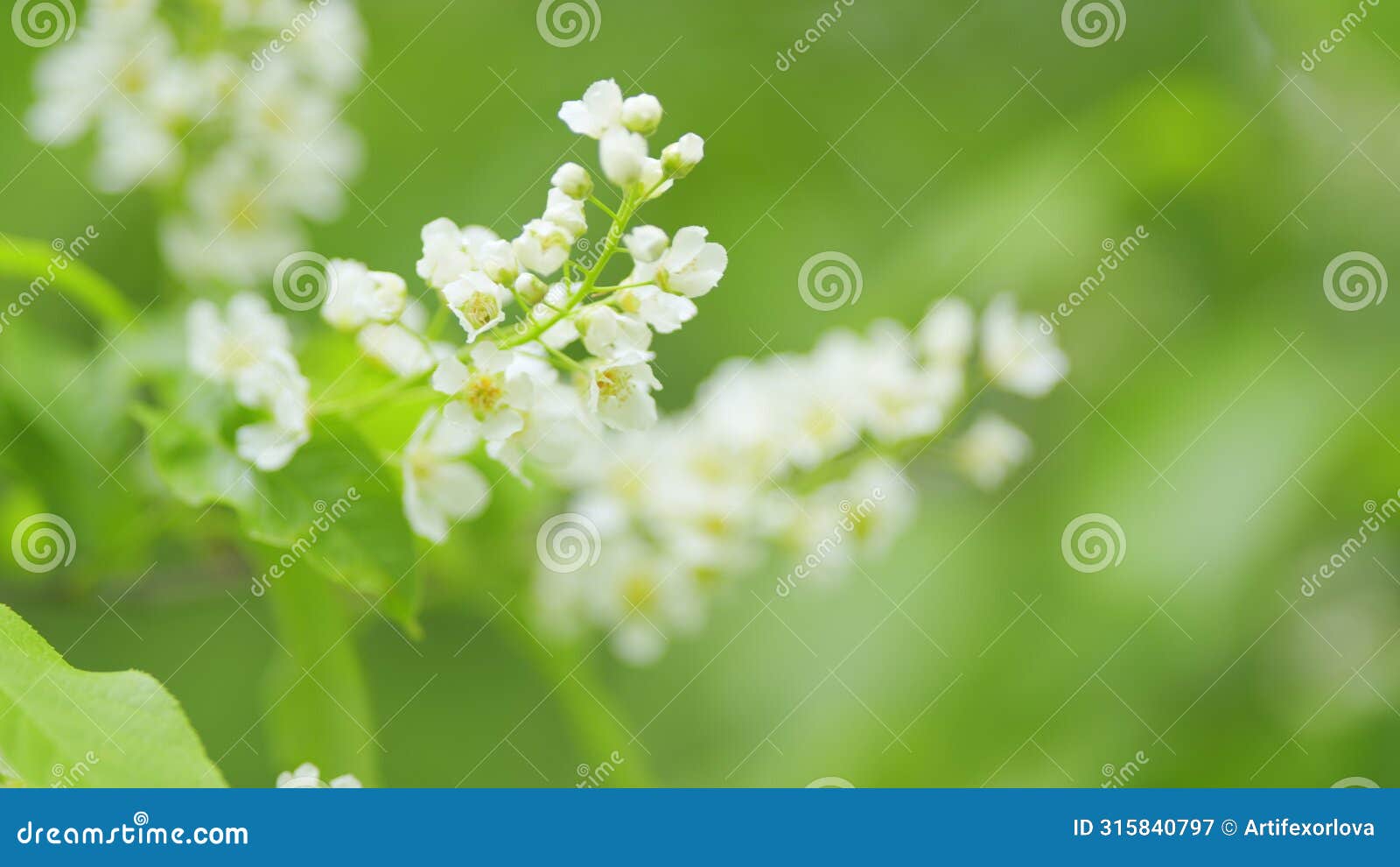 white flowers of bird cherry or rosaceae. this is a cherry variety. spring blooming. slow motion.