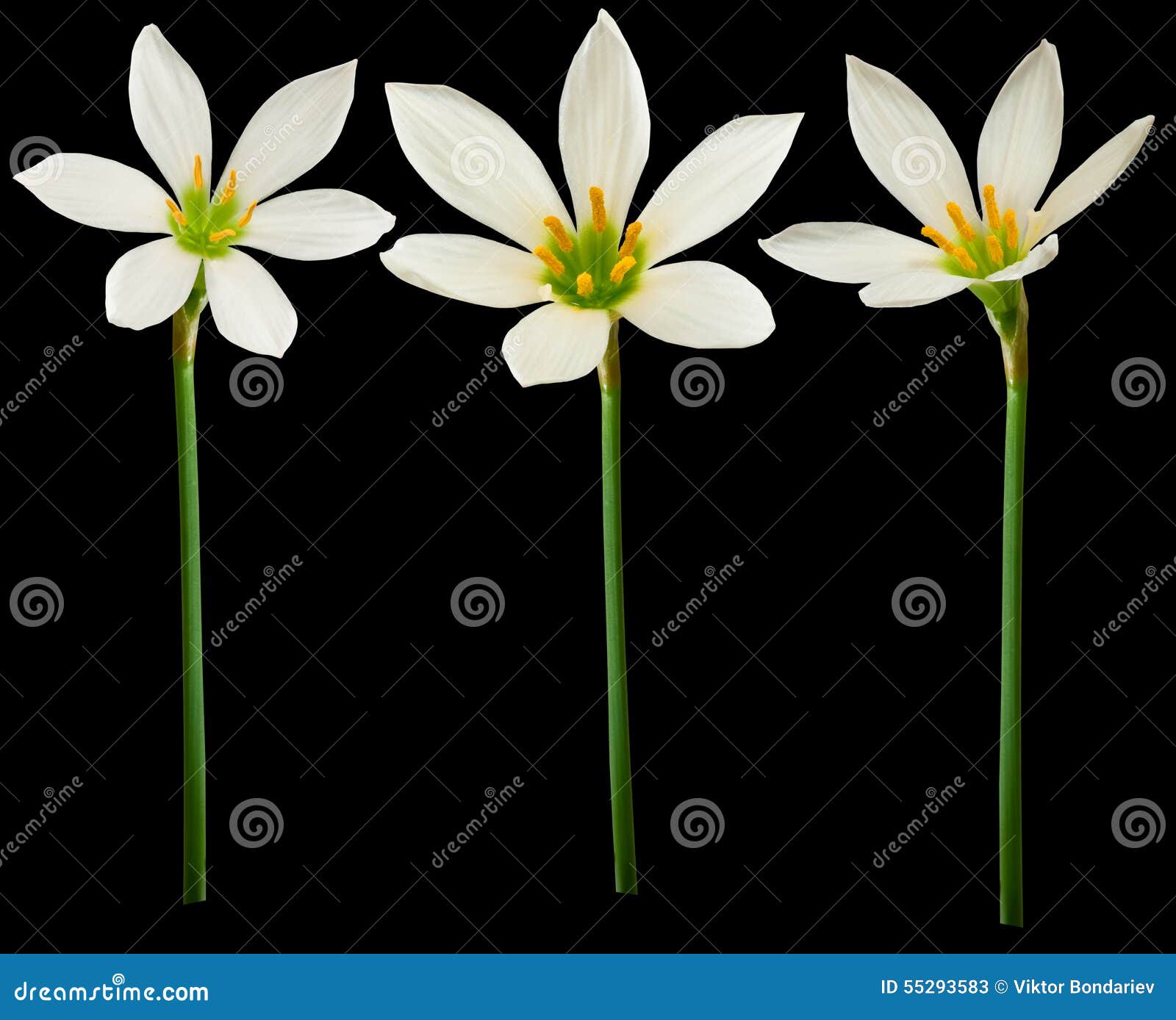 White Flowers on a Black Background Stock Image Image of fresh, bloom