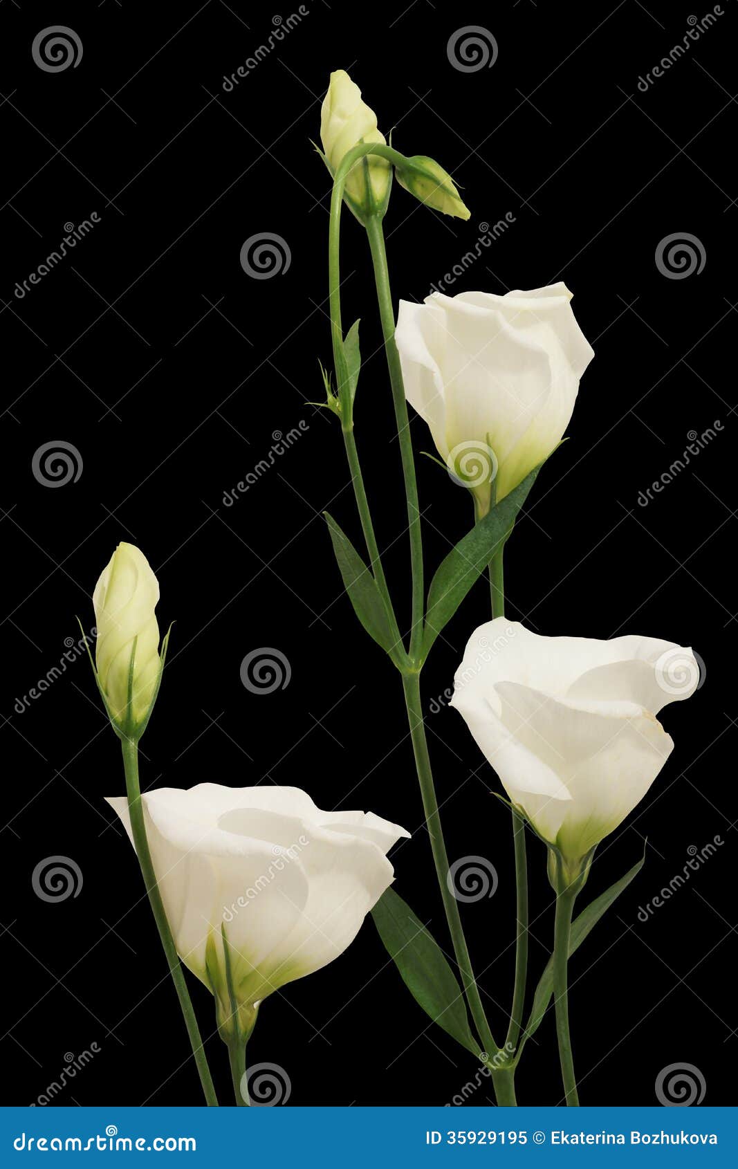 White Flowers on a Black Background Stock Image - Image of objects