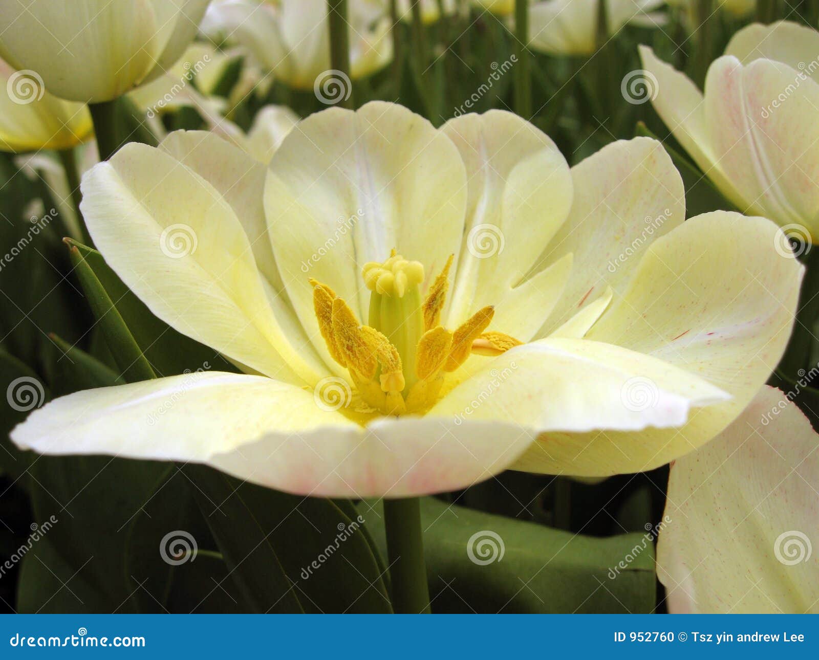 White flowers in bloom stock photo. Image of blooming, stigma 952760