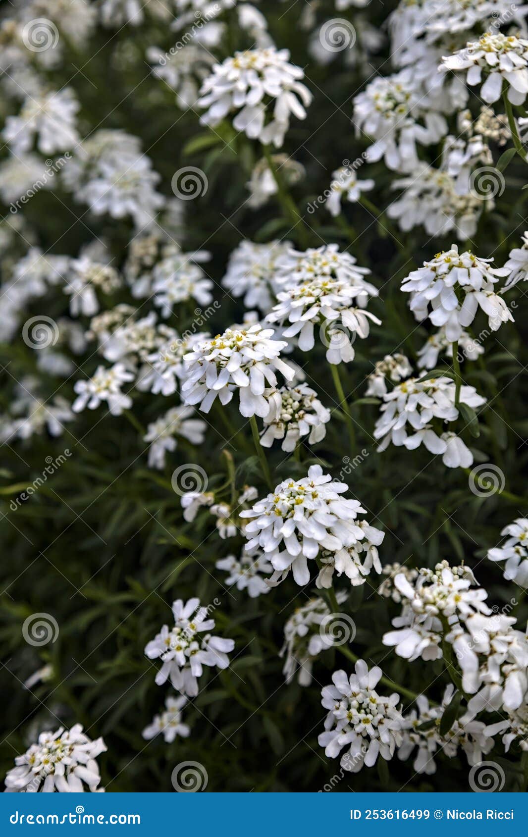 White Flowers in Bloom in a Bush Stock Image Image of beautiful