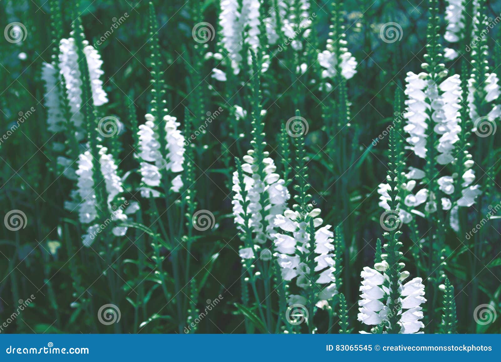 White Flowers In Bloom Picture. Image 83065545