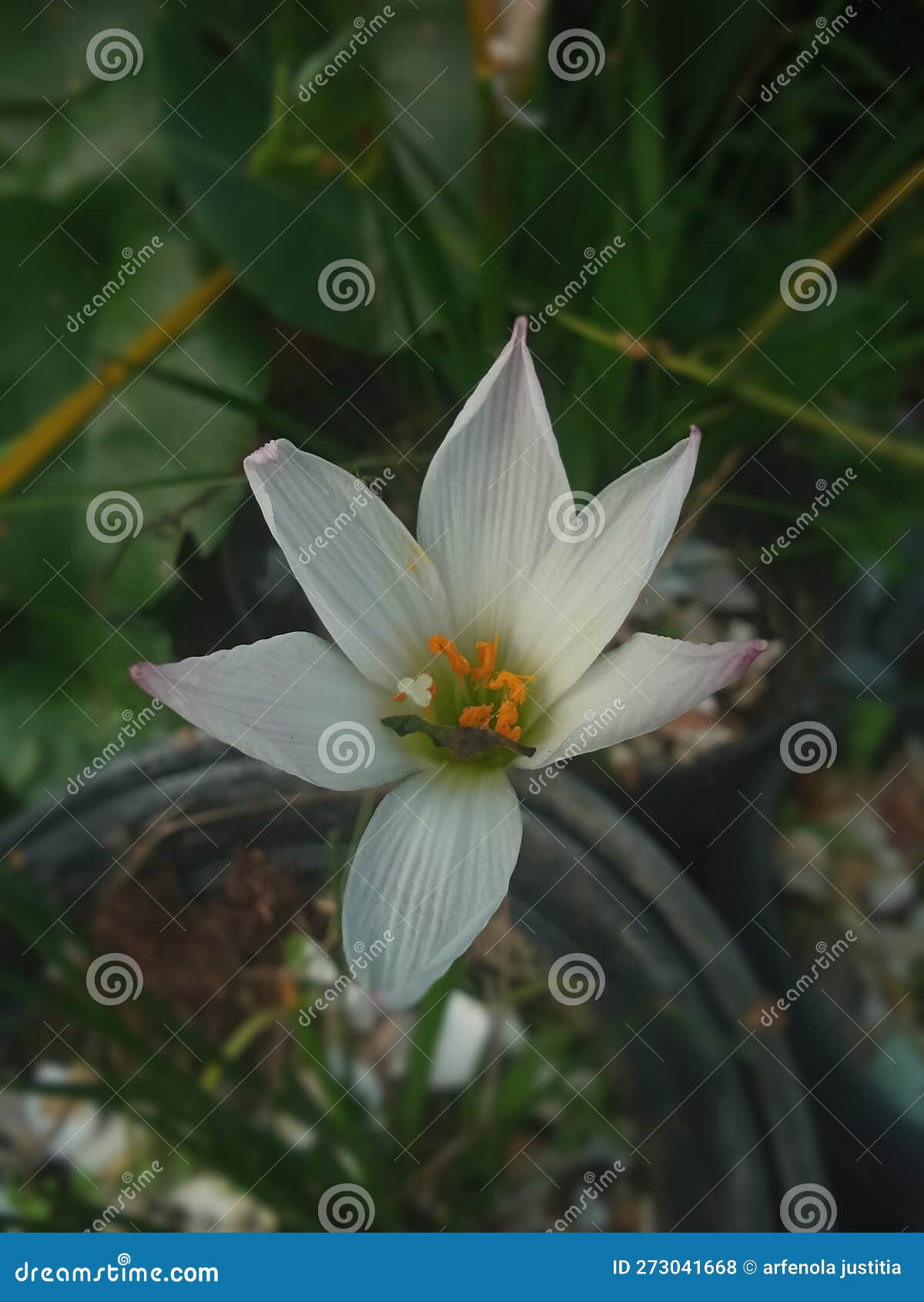White Flowers when in Bloom Look Stunning in the Morning Stock Photo Image of white, flowers
