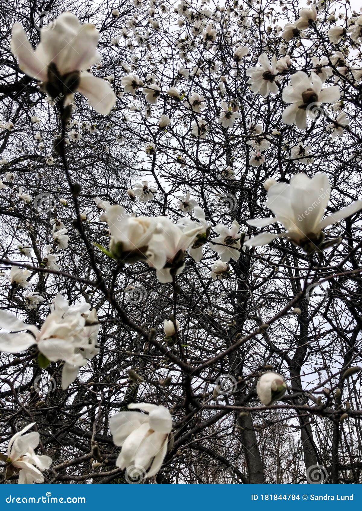 White Flowers Blooming in Tree Stock Photo Image of nature, tree