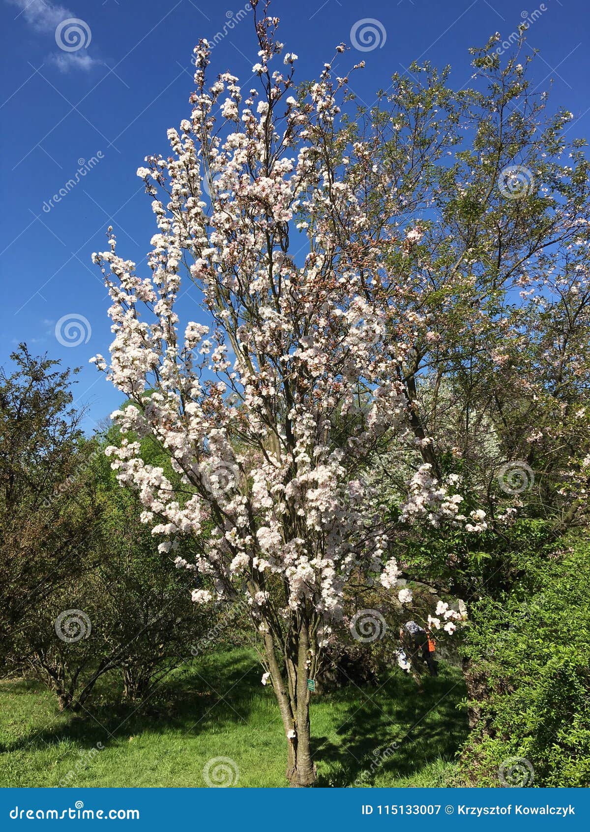 White Flowers on the Branches of Japanese Flowering Cherry Stock Image ...