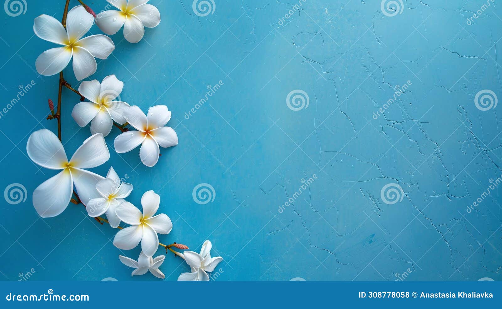 white flowers on blue background with blank space. white flowers on a blue background in figuras force with free empty space