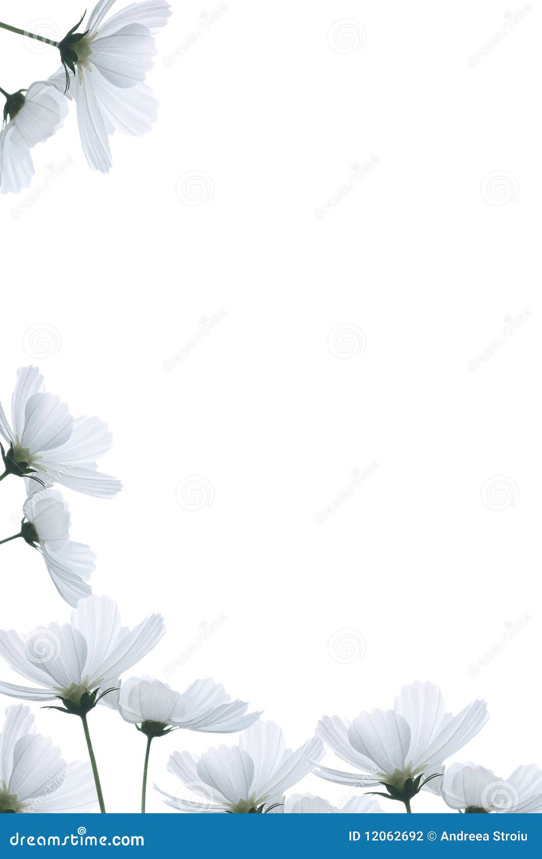 White flowers border stock photo. Image of isolated, color - 12062692