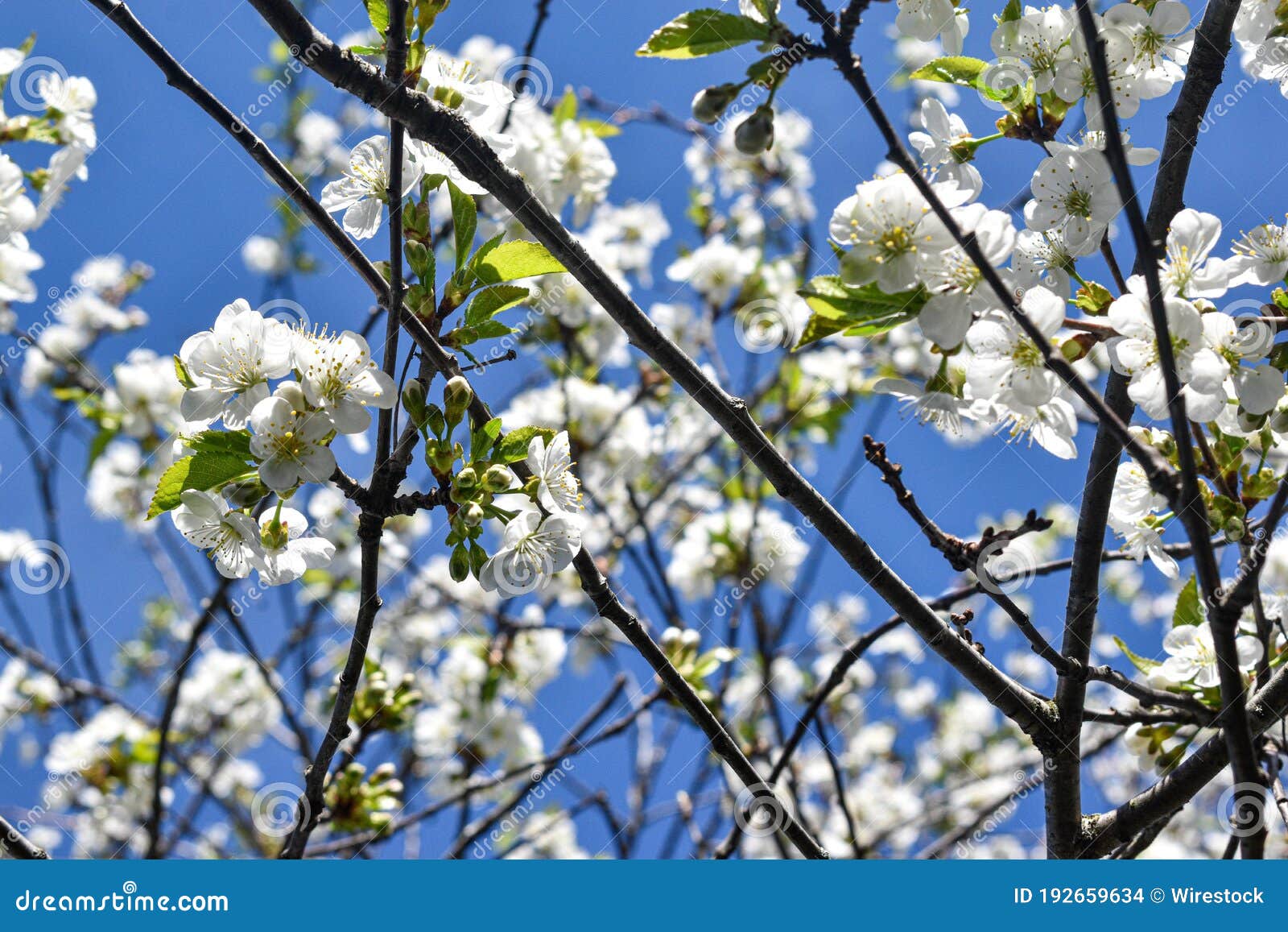 White Flowers on the Branches of Blooming Tree Against the Blue Sky