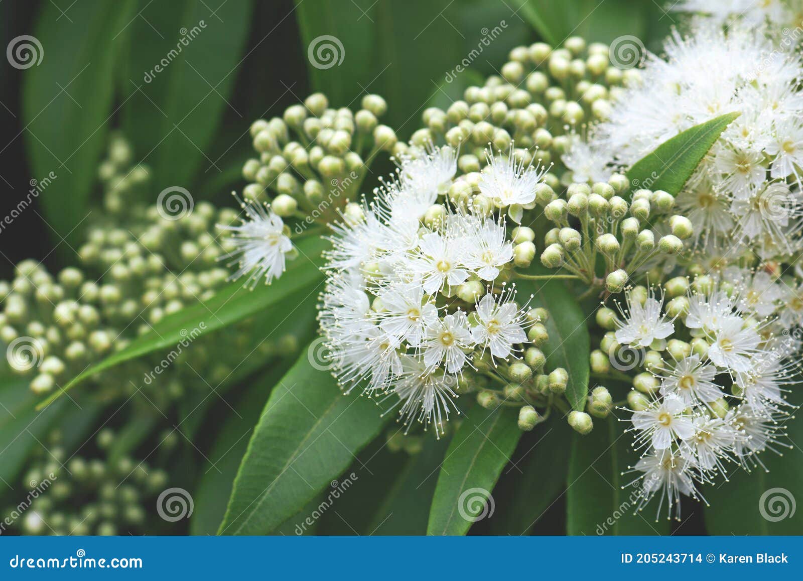 white flowers and buds of the australian native lemon myrtle, backhousia citriodora