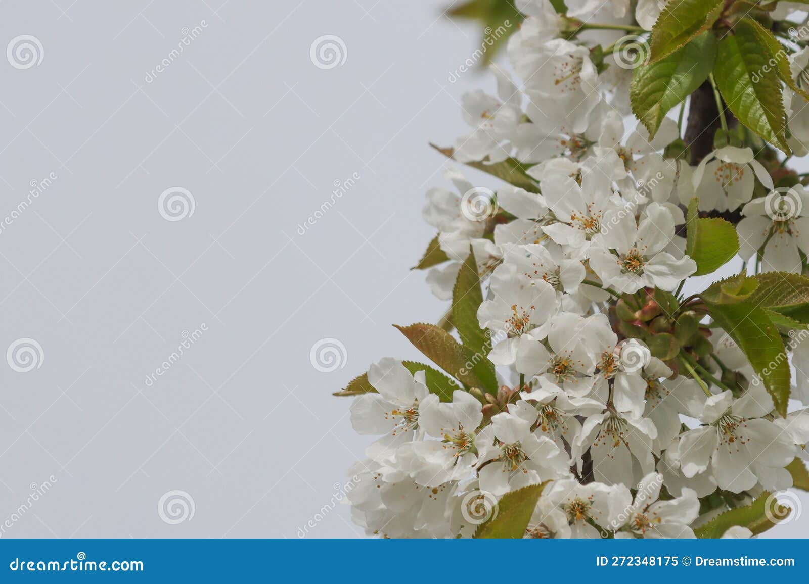 White Flowers of the Cherry Tree Stock Image Image of tree, blooming