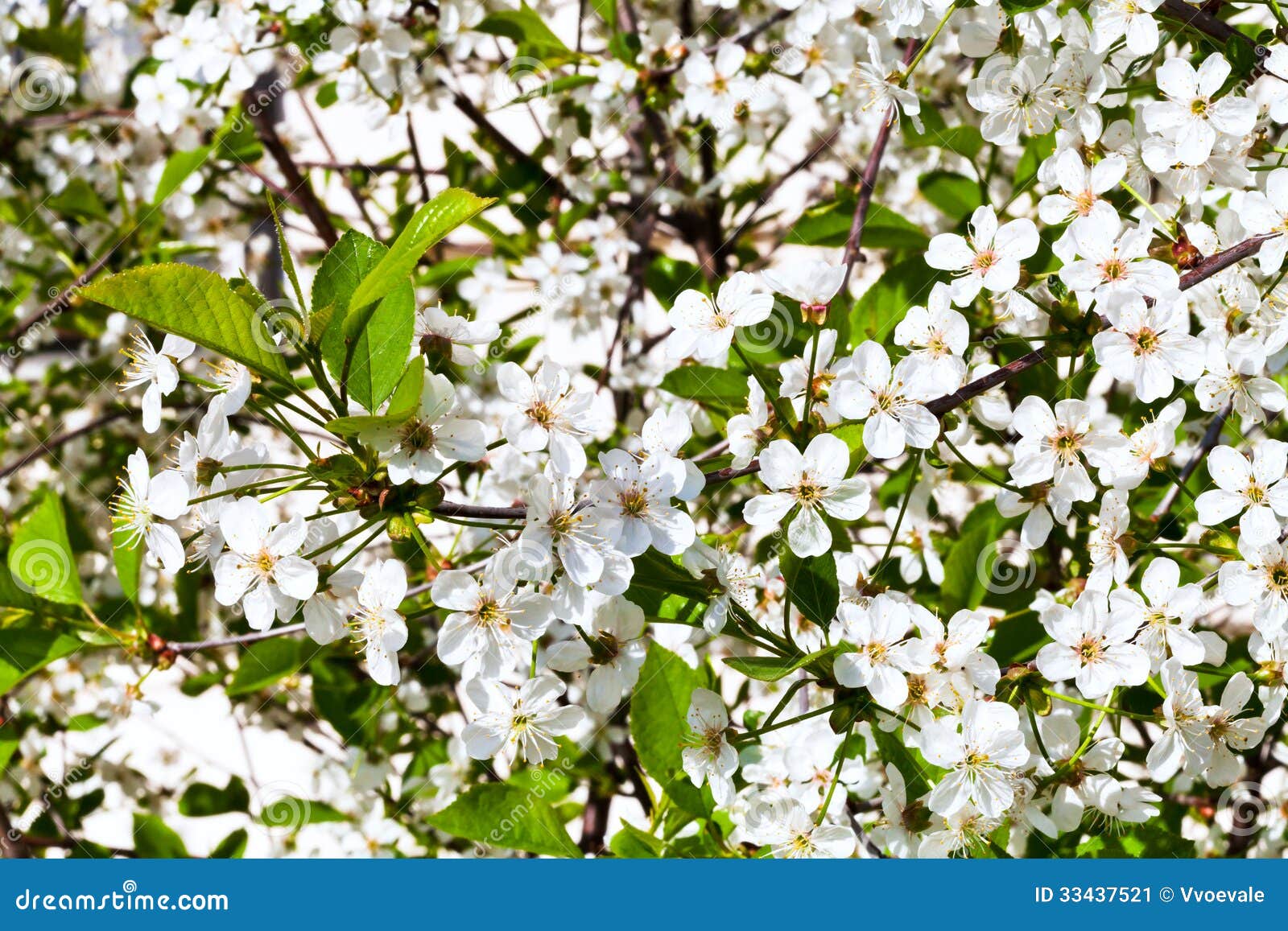 White Flowers of Cherry Tree Stock Image Image of outdoors, floral