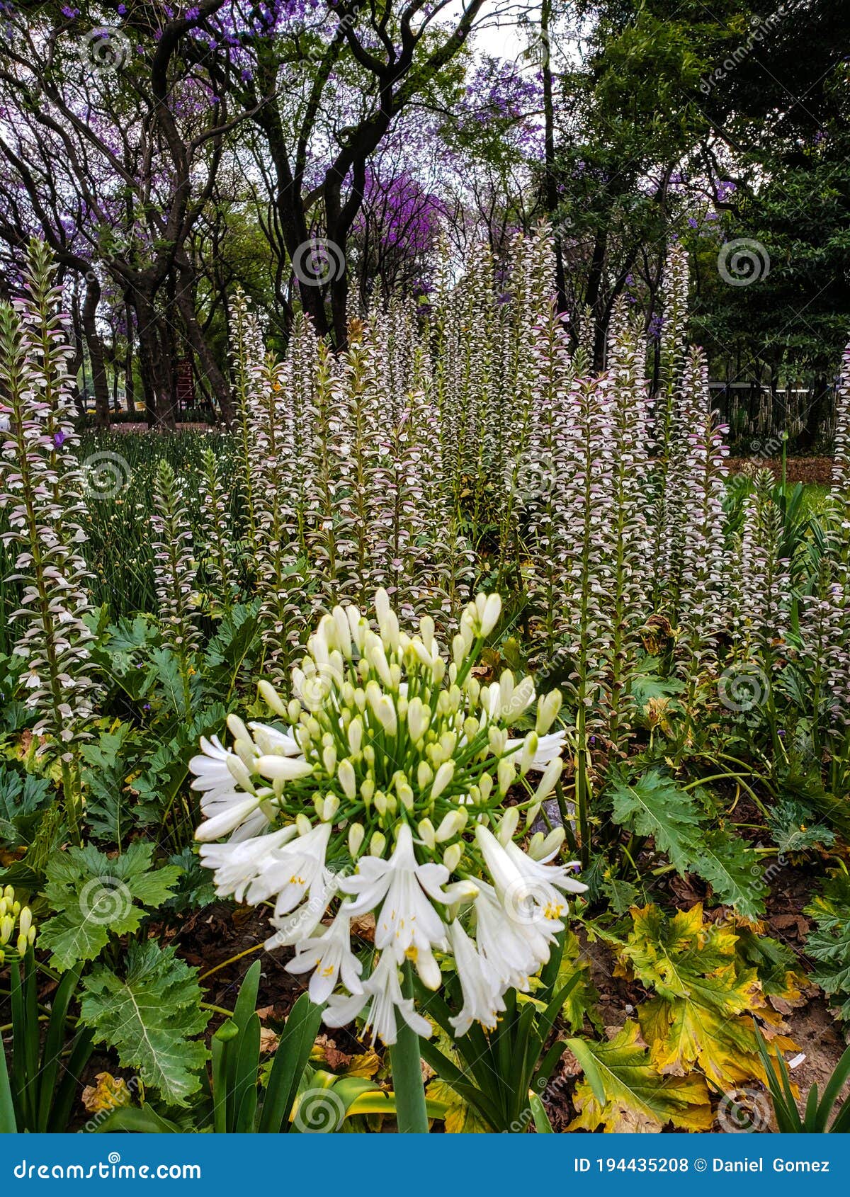 Flowers in Mexico City Park Stock Photo Image of endemic, flowers 194435208