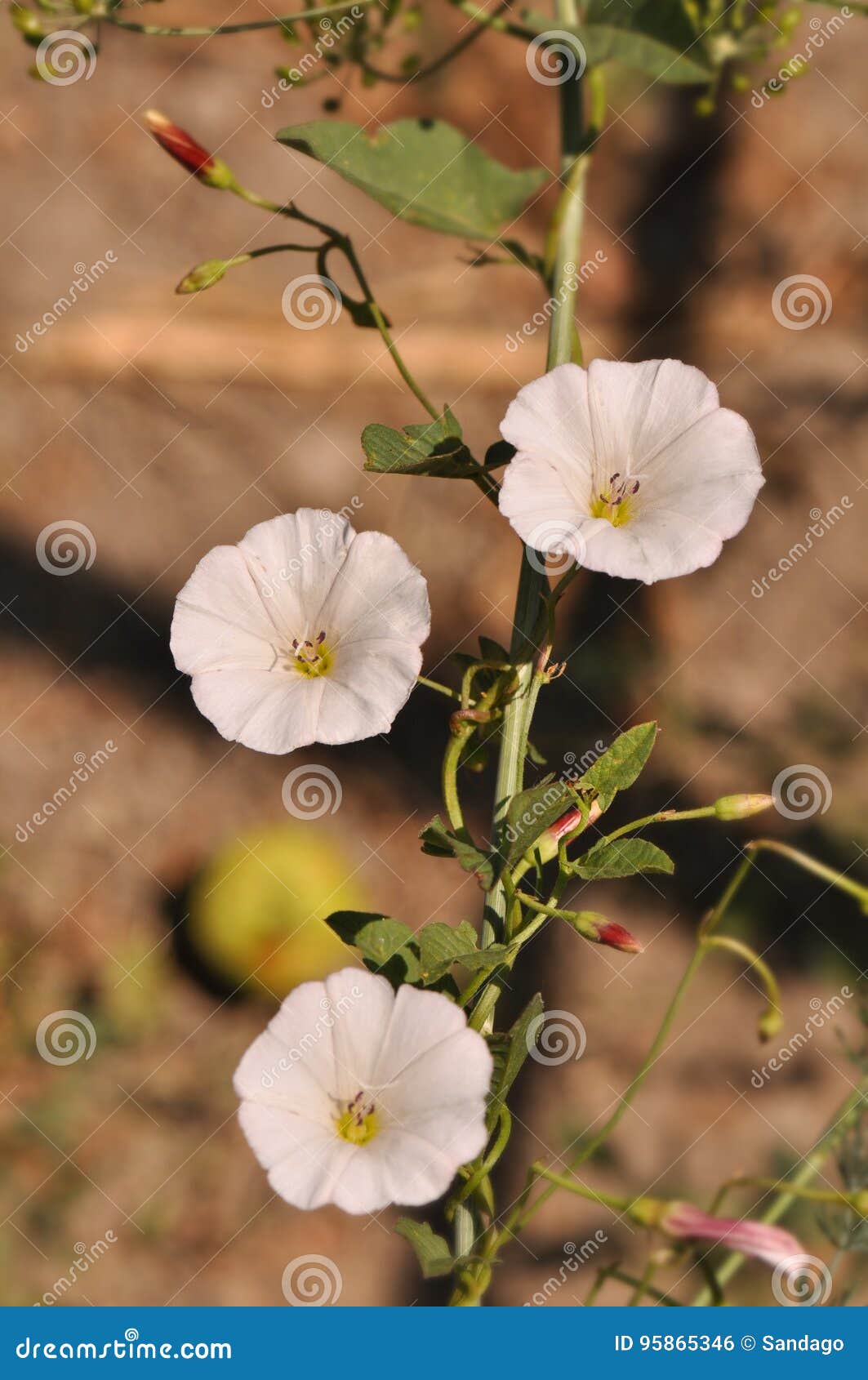 White flowers stock photo. Image of bloom, heat, versatile 95865346