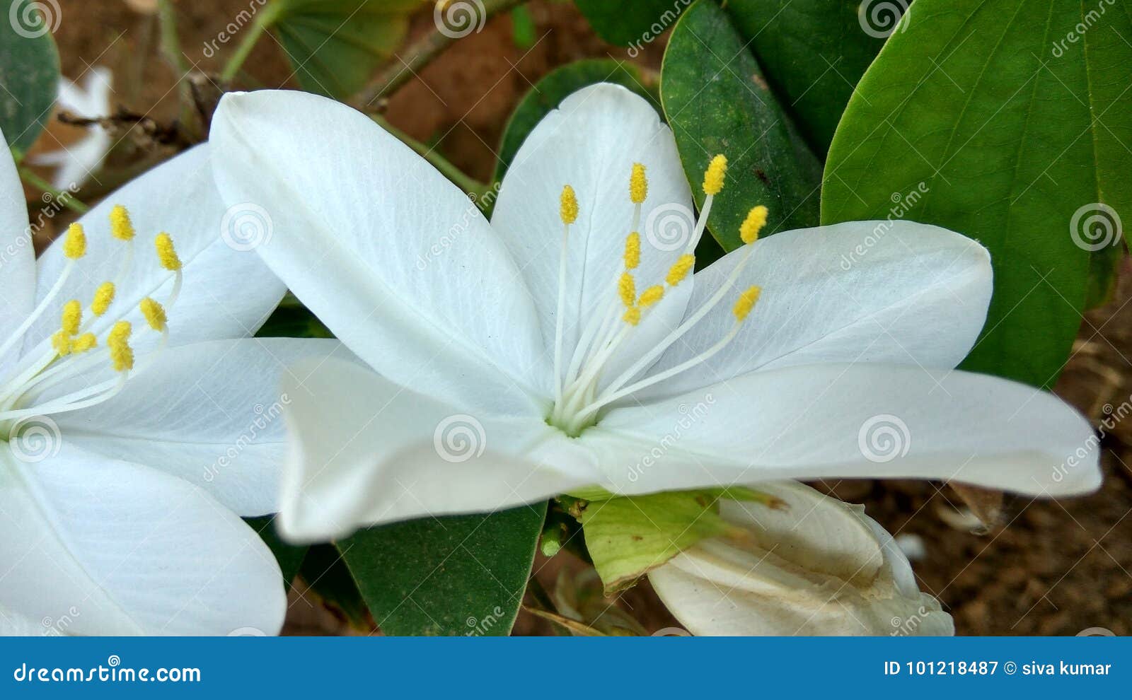 White flowers stock image. Image of flowers, white, leafs - 101218487