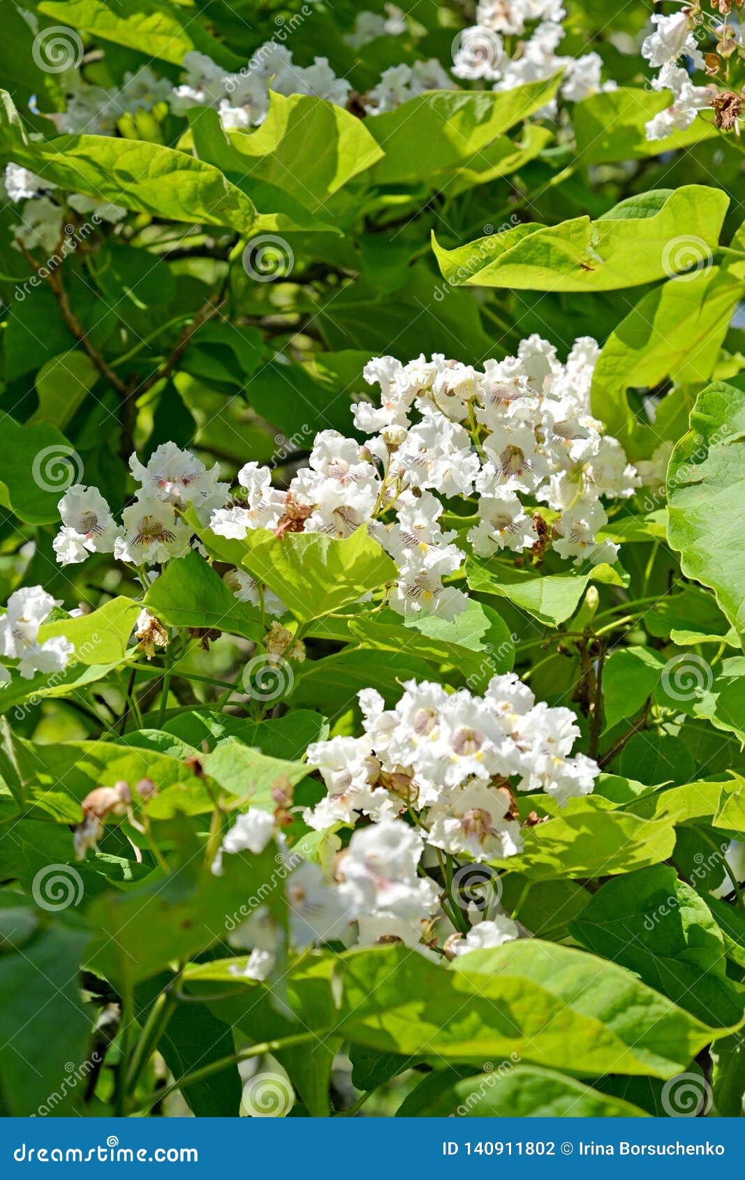 White Flowers of a Common Catalpa Catalpa Bignonioides Walter Stock