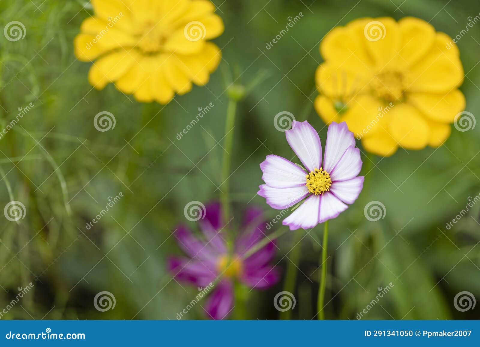 the white flowers of the cosmea