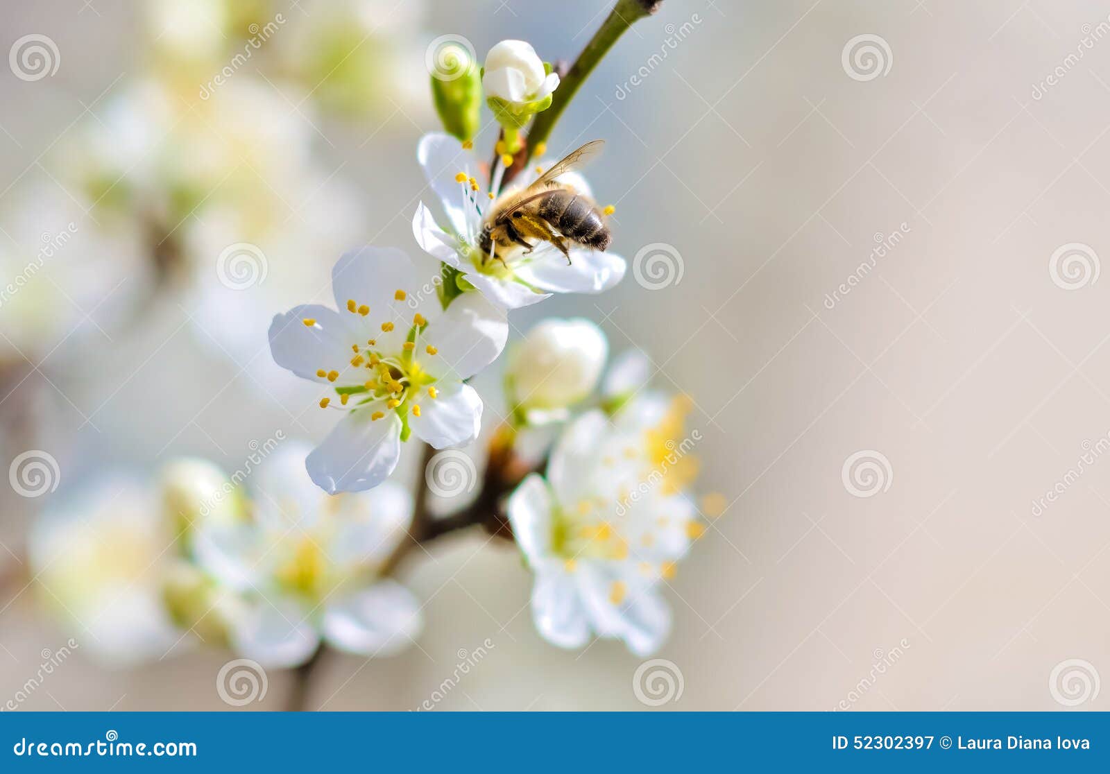 White Flowers stock image. Image of exotic, apple, celebration 52302397