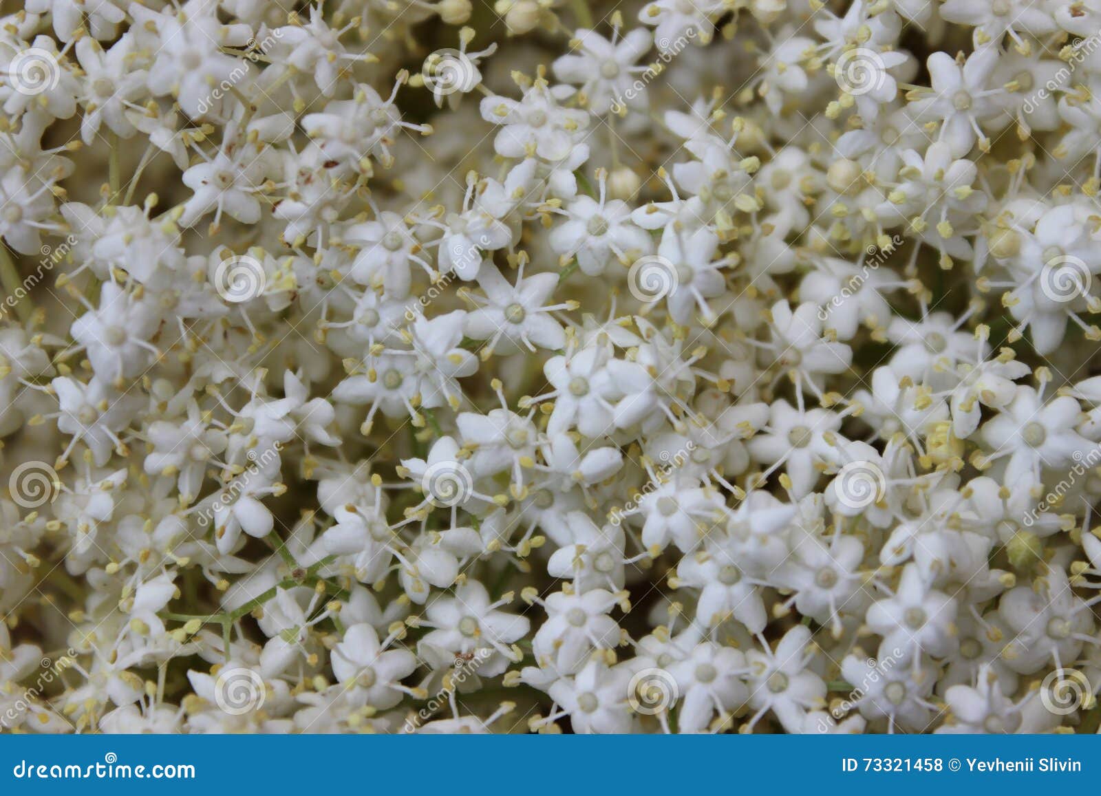 White flowers elderberry stock photo. Image of elderflower 73321458