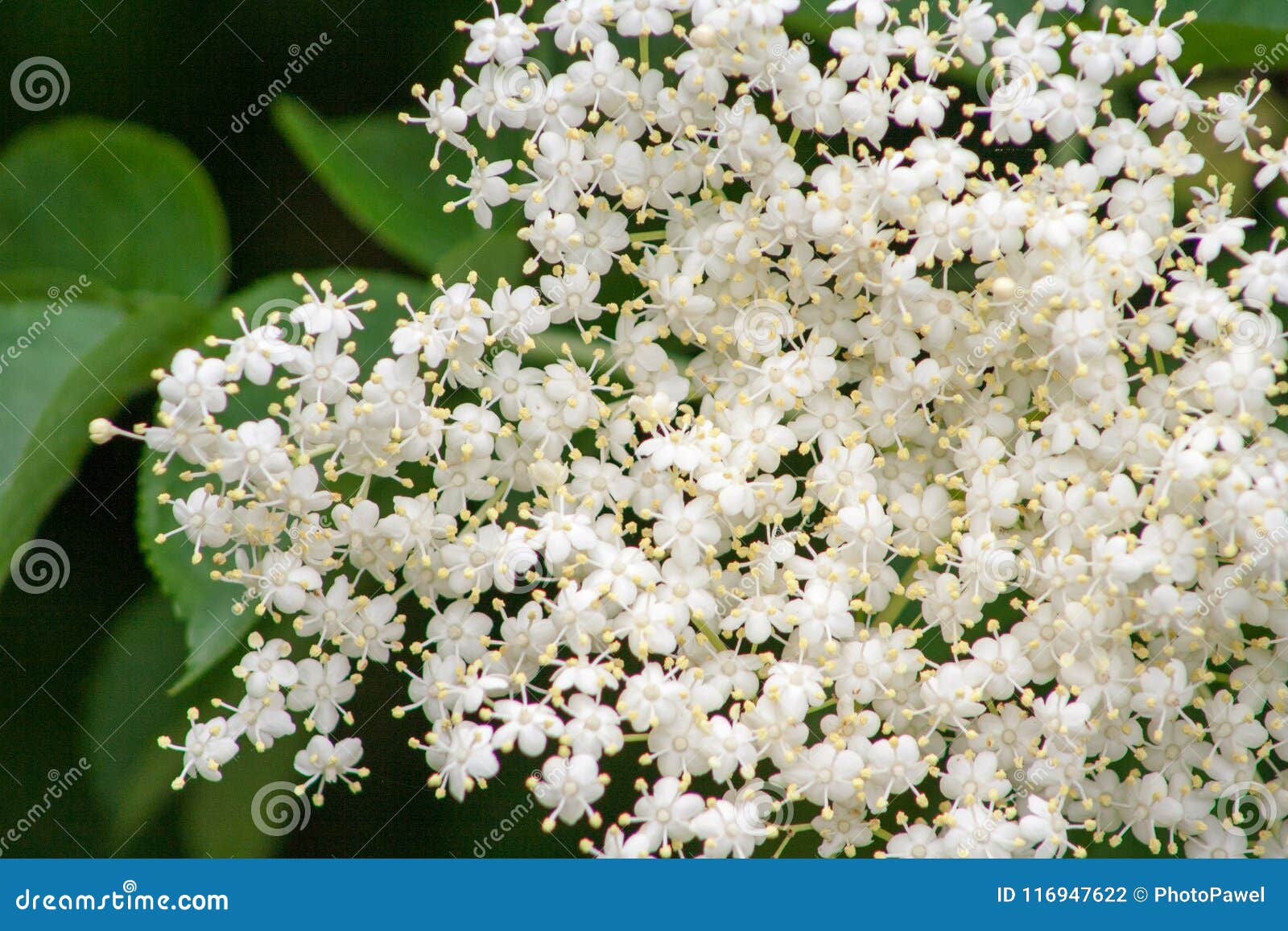 Elderberry stock photo. Image of outdoor, flowers, summer 116947622
