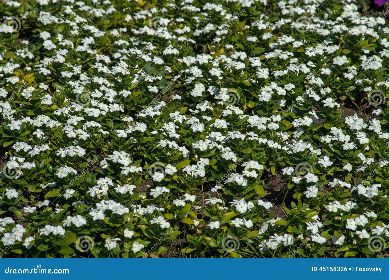 White flowers field stock photo. Image of meadow, closer 45158326