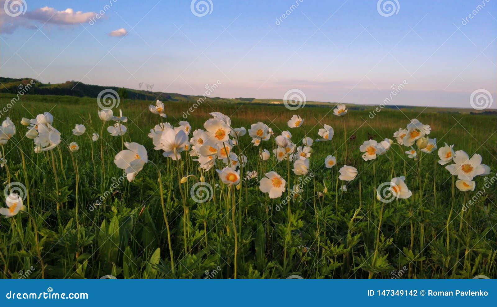 white flowers in the field