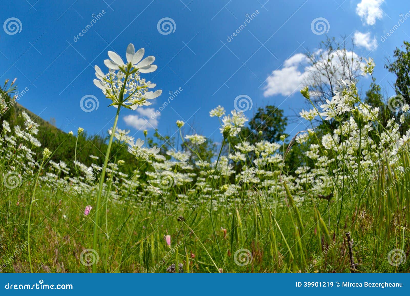 White Flowers on Field in Summer Stock Image Image of calm, sunshine