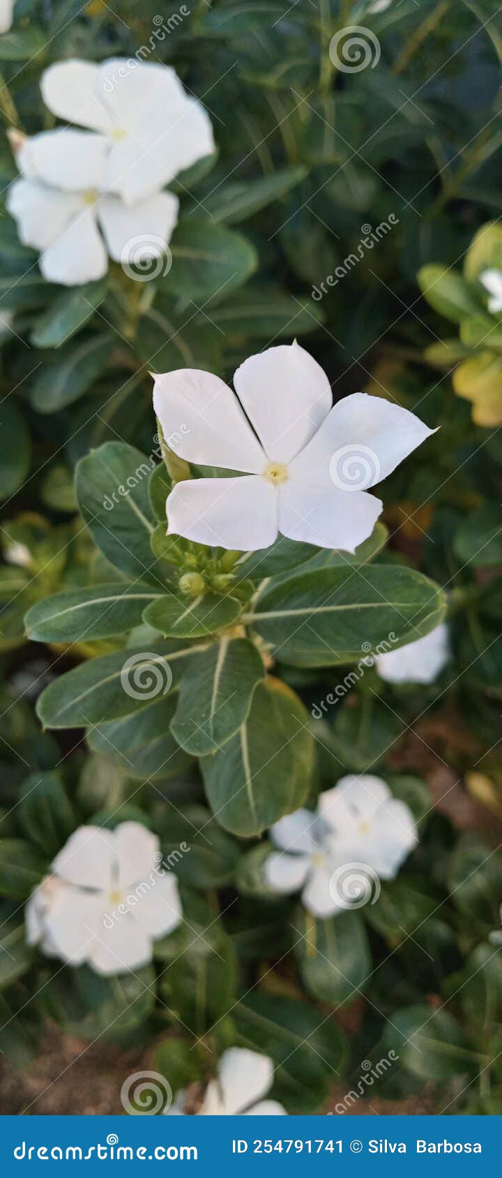 White flowers stock image. Image of flower, plant, branch 254791741
