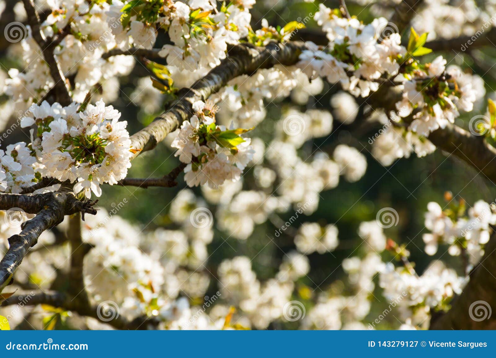 White Flowers of Fruit Tree Stock Image Image of growing, blooming