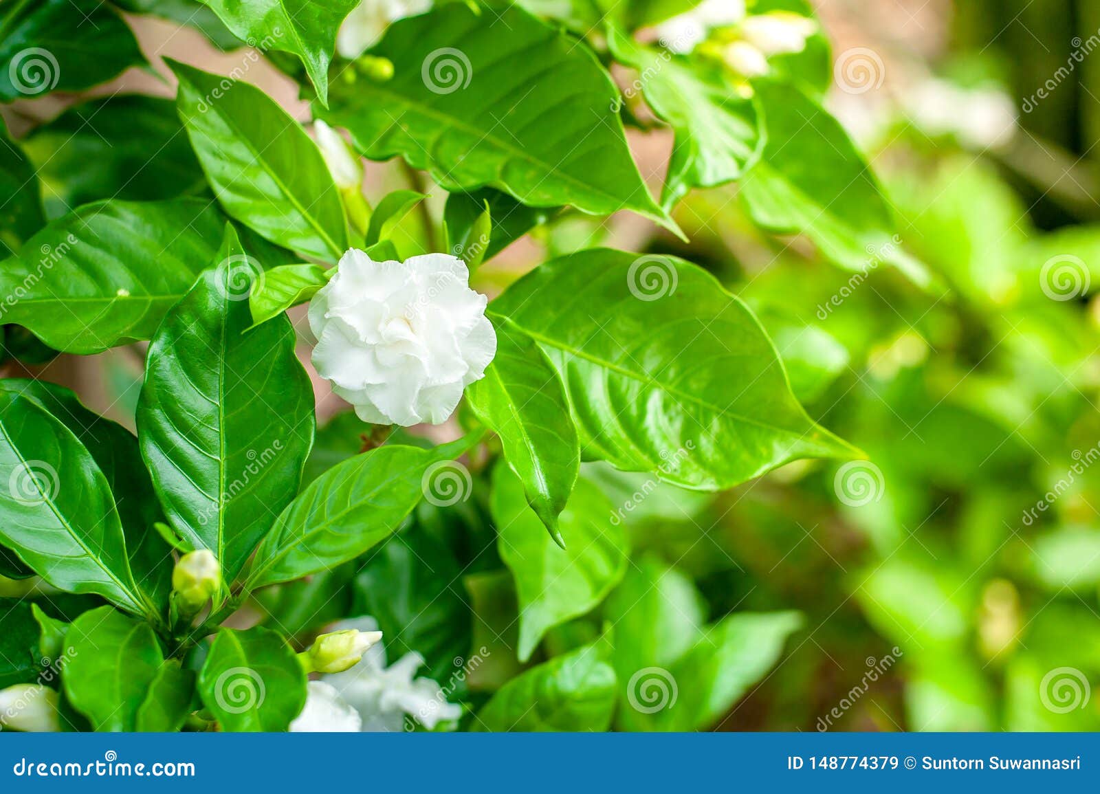 White Flowers Gardenia Jasminoides Cape Jasmine Stock Image