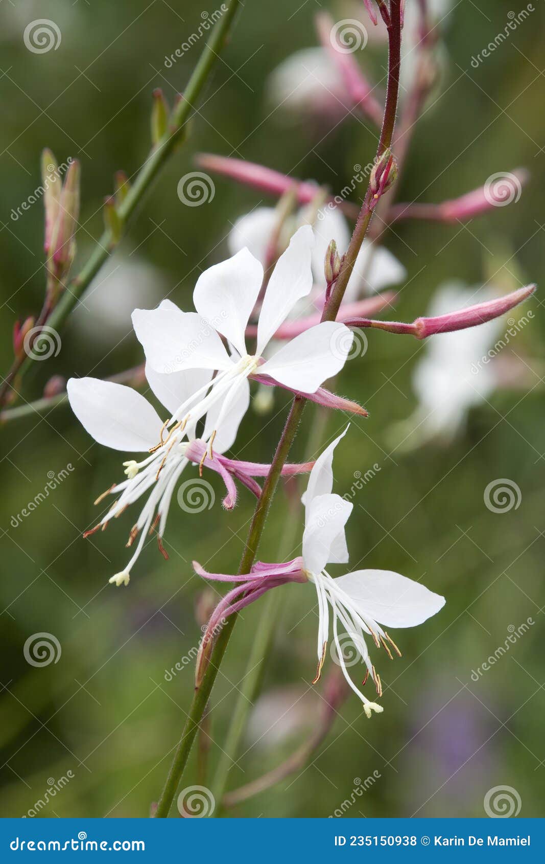 white flowers of gaura lindheimeri plant