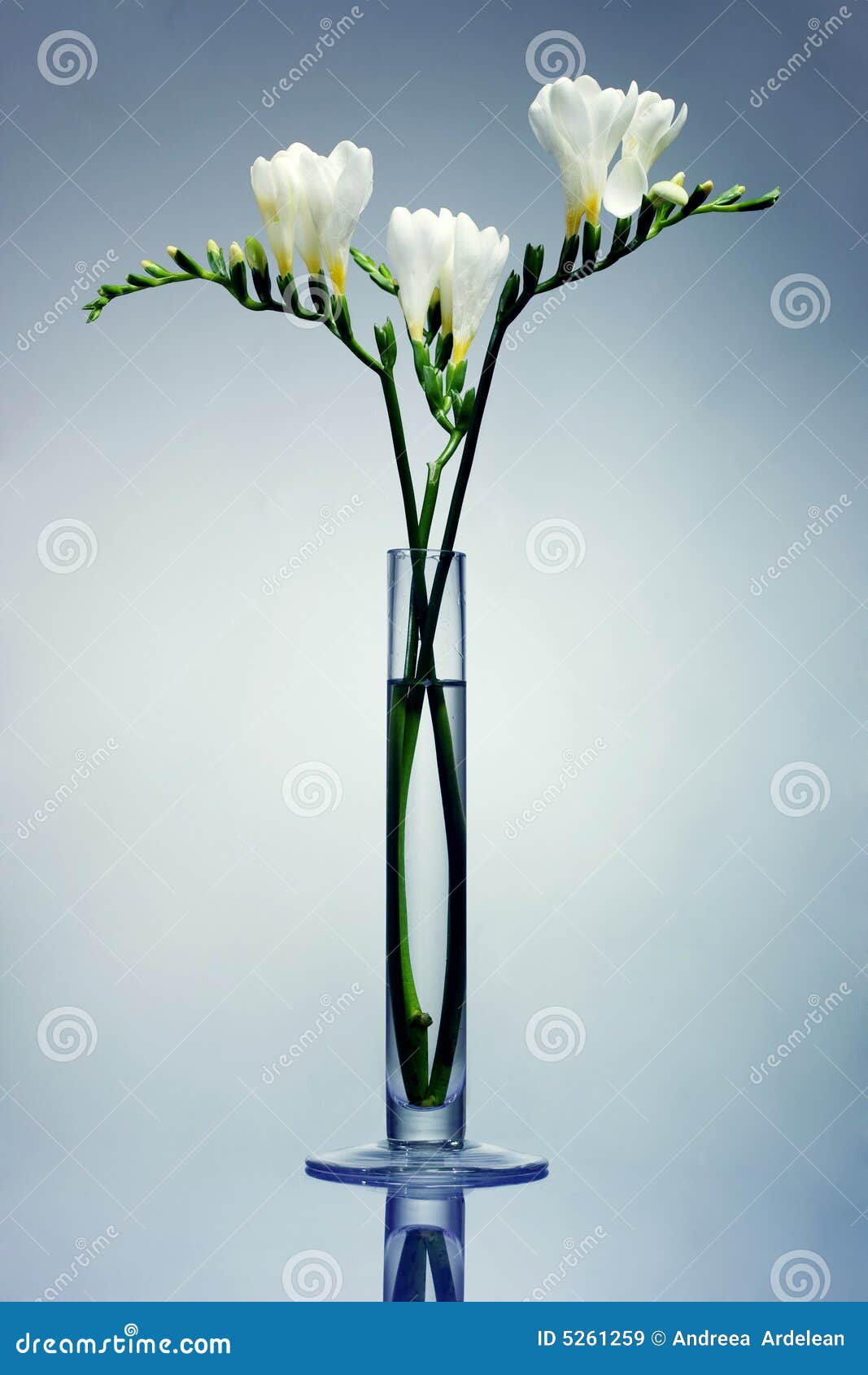 White Flowers in Glass Vase Stock Image - Image of water, freesia: 5261259