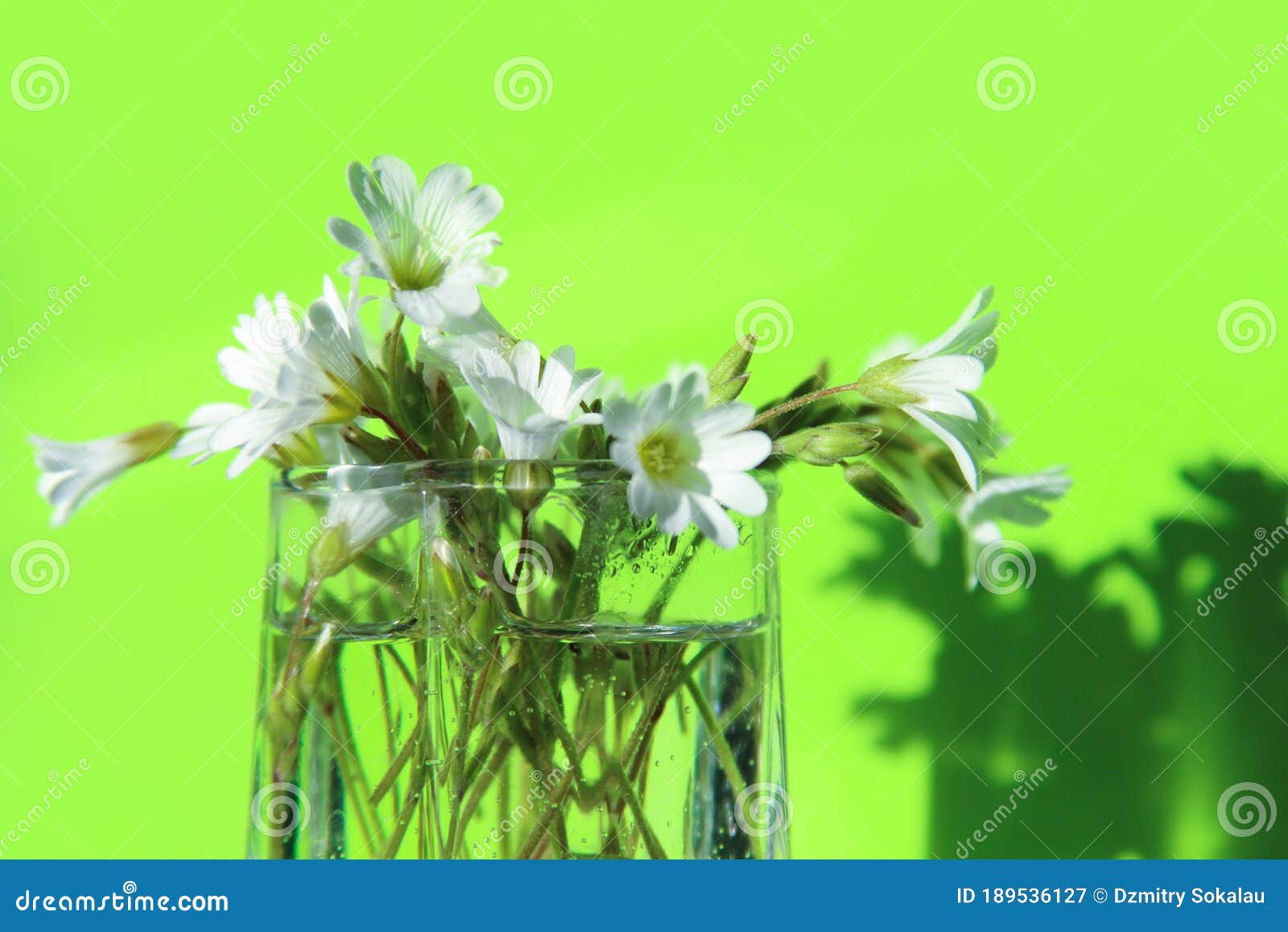 White Flowers in a Glass Vase on a Green Background Stock Image - Image ...