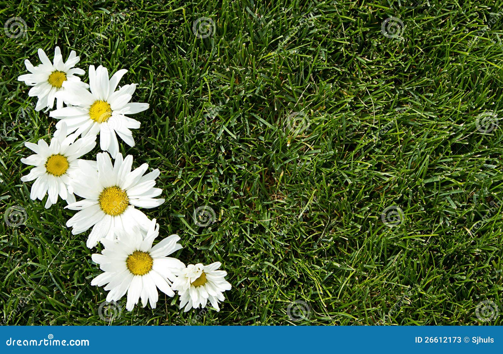 White flowers on grass stock image. Image of green, natural 26612173