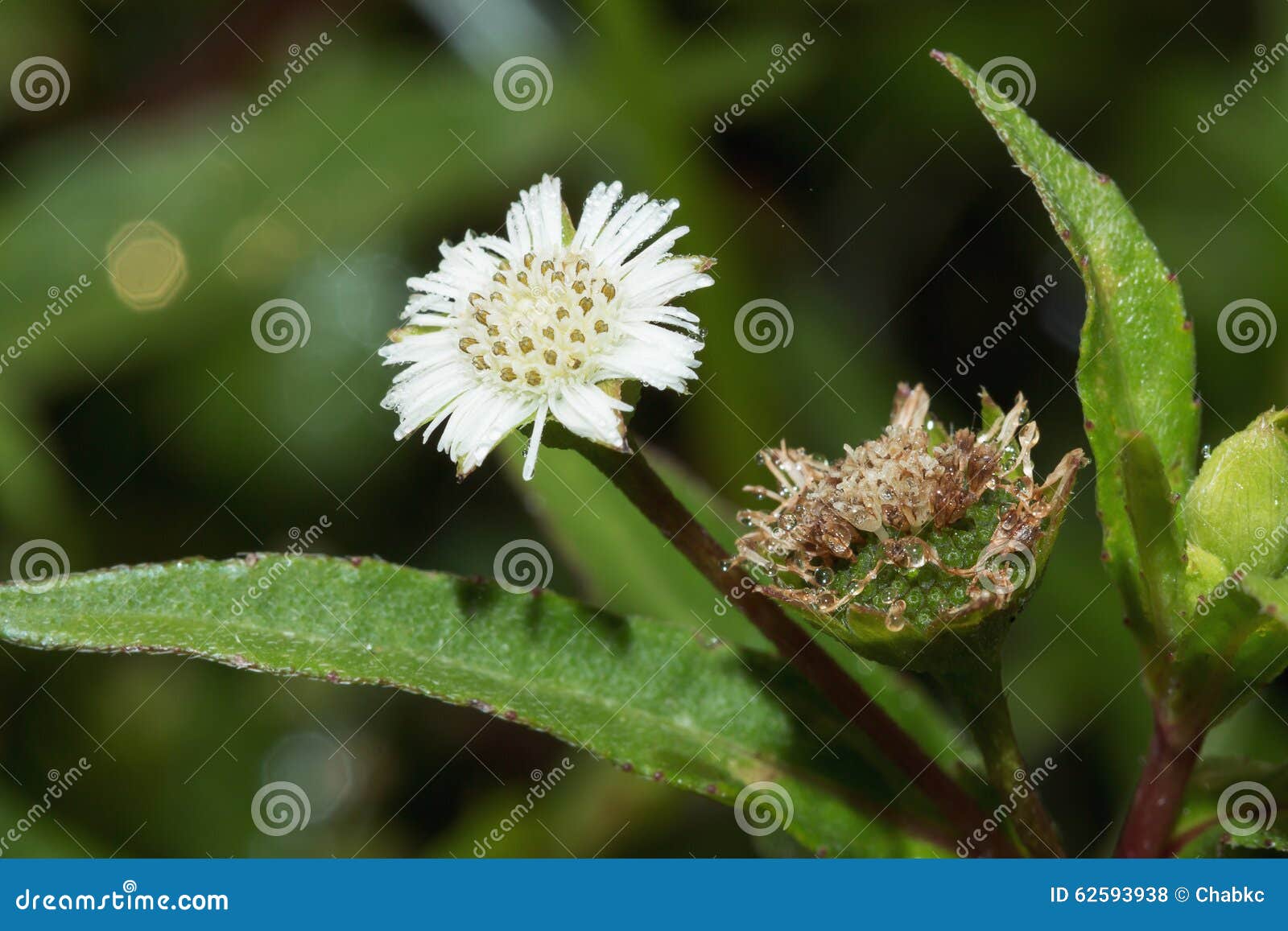 White flowers grass stock photo. Image of environment 62593938
