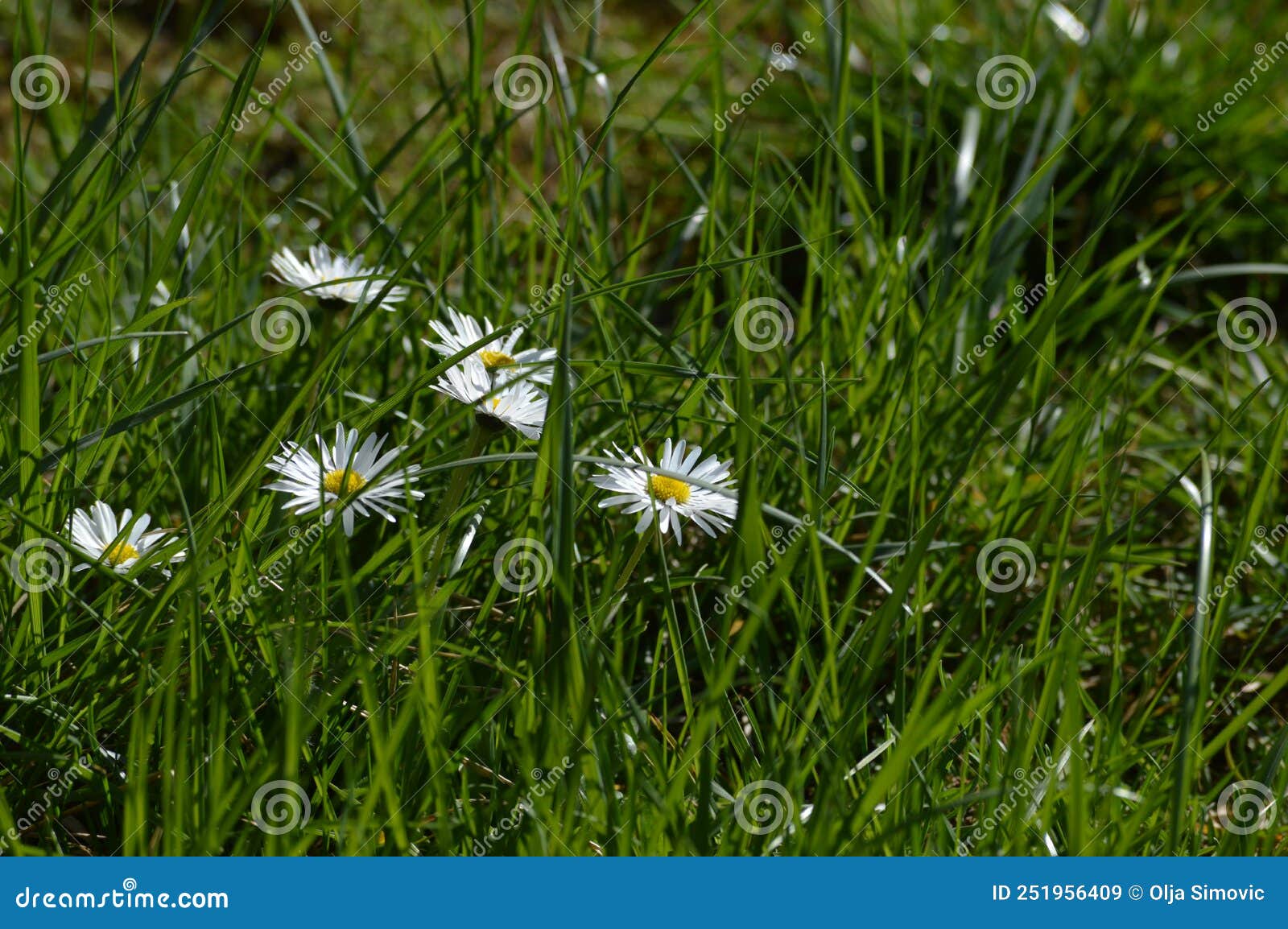White Flowers in the Grass in the Meadow Stock Image Image of nature