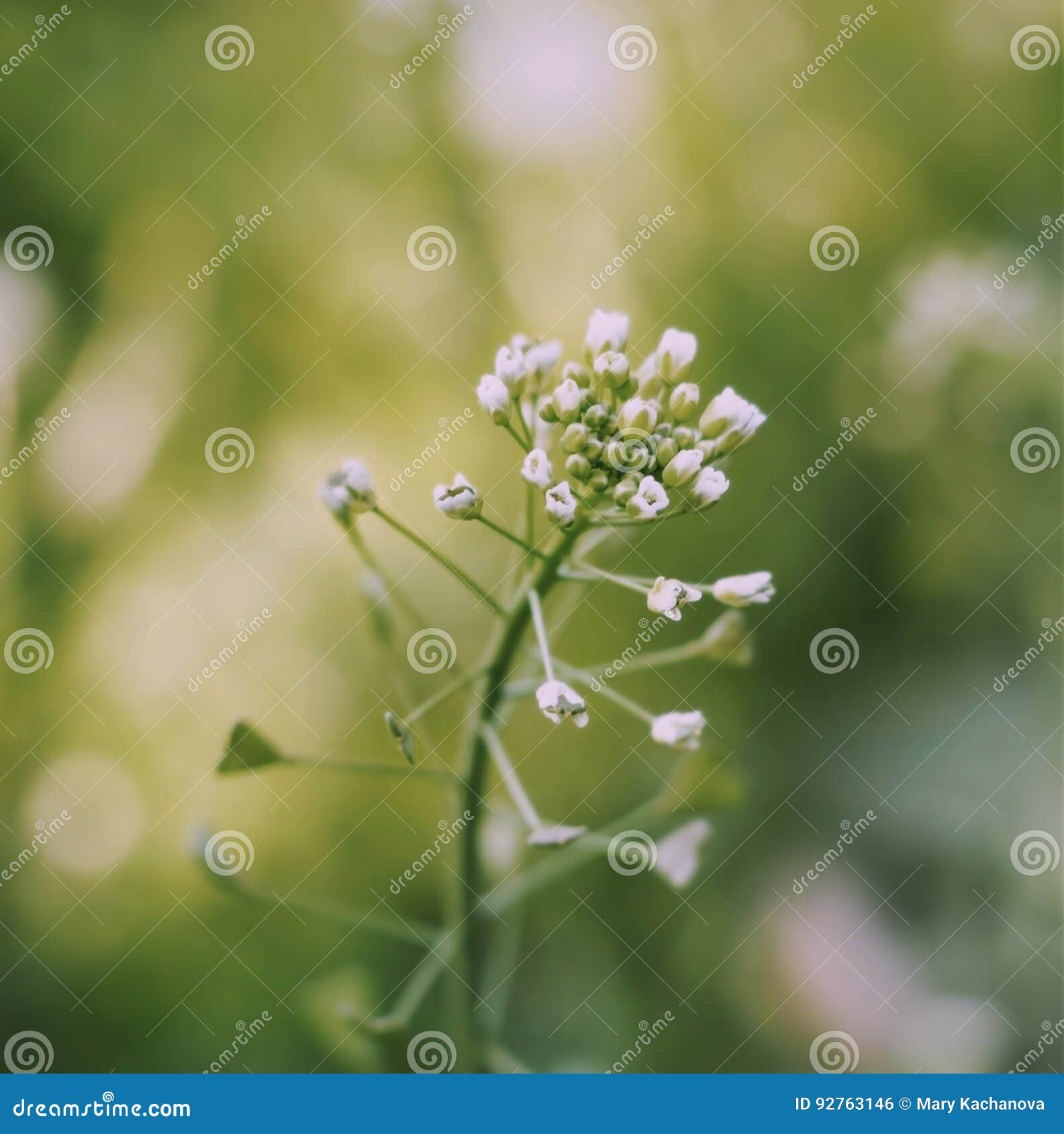 white flowers on a green background