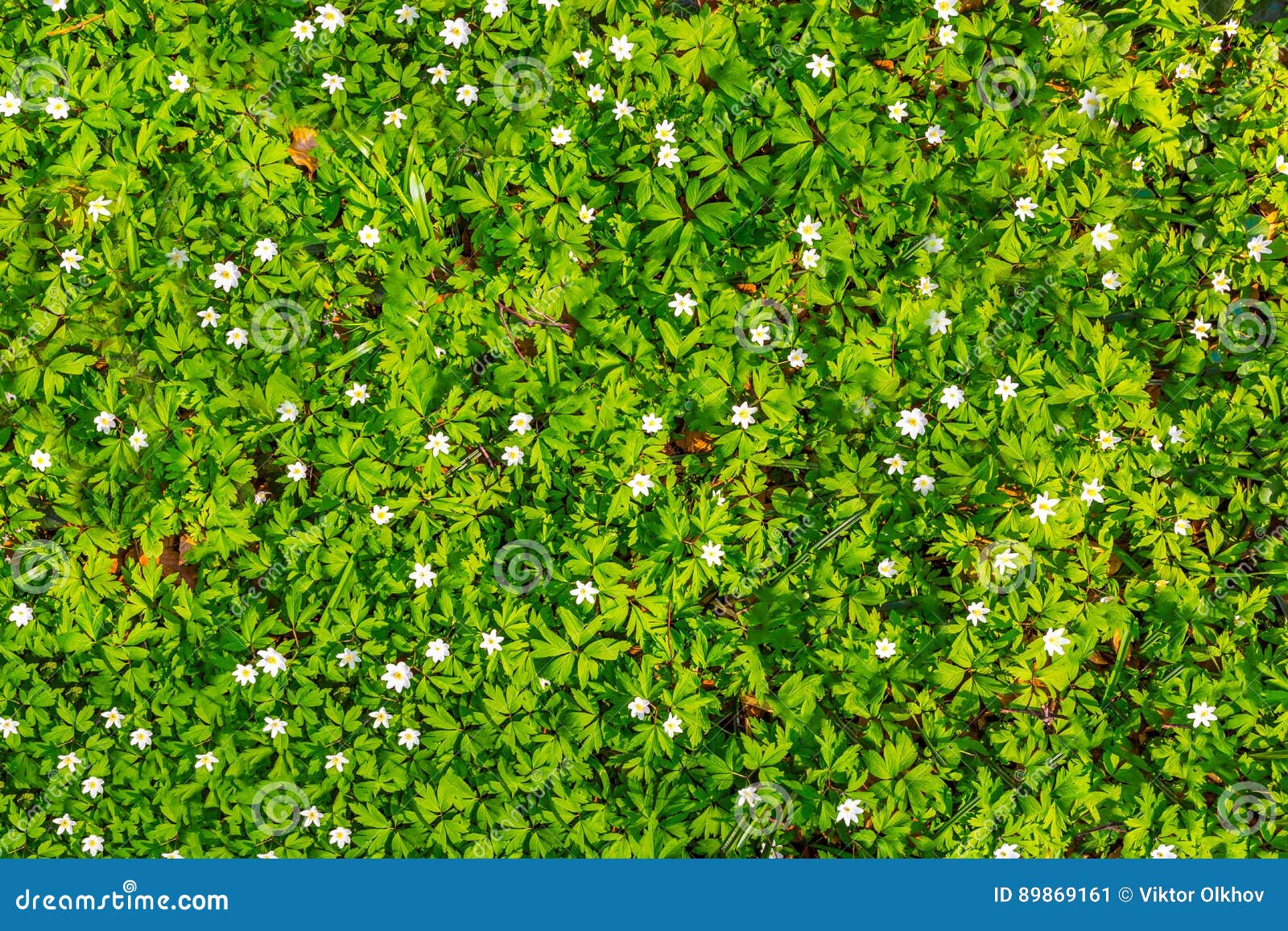 White Flowers and Green Grass Texture Top View. Stock Image Image of