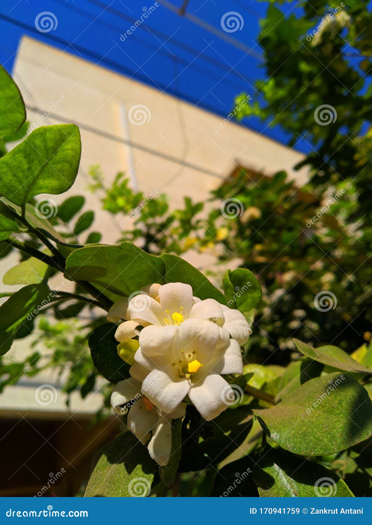 White Flowers with Green Leaves in the Background Stock Image Image