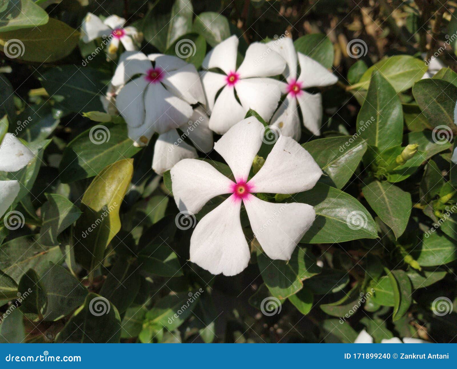 White Flowers with Green Leaves in the Background Stock Photo Image