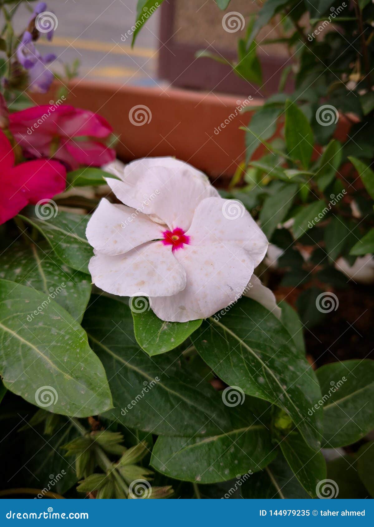 White Flowers and Green Plant💐 Stock Image Image of garden, wildlife