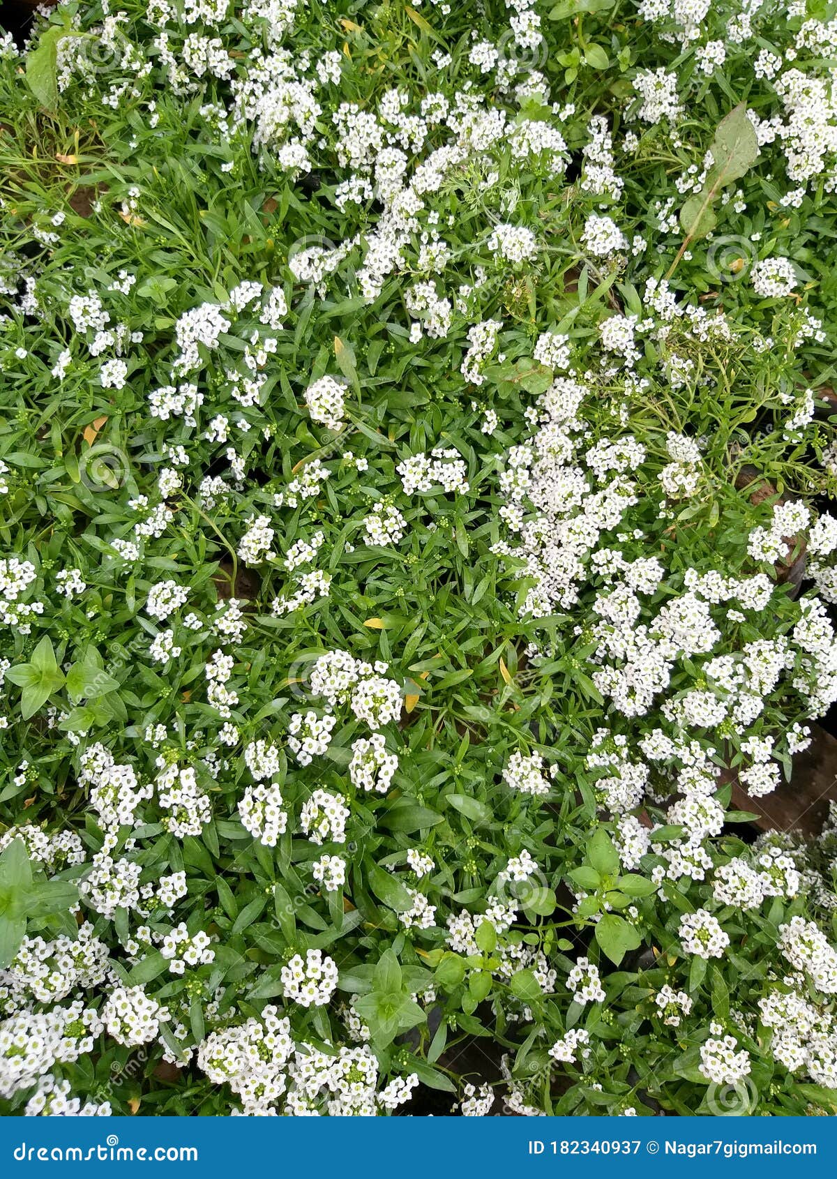 White Flowers and Green Plants in the Garden Stock Image Image of
