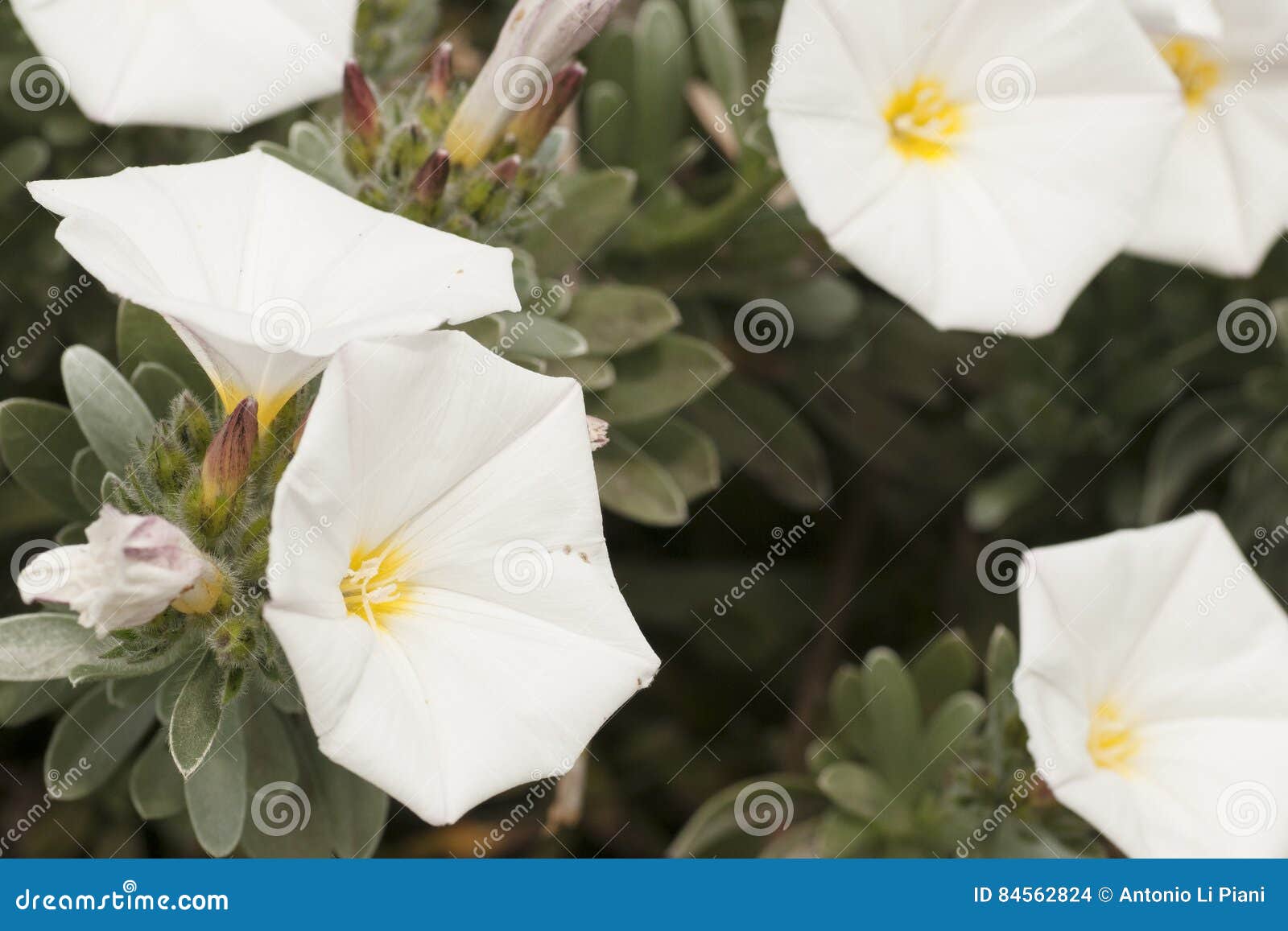 white flowers grown in the country