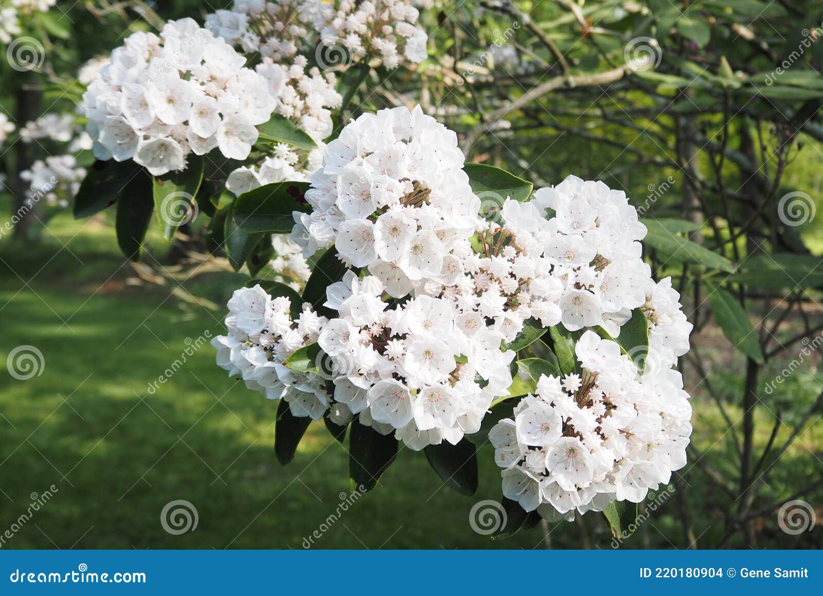 The White Flowers Have Bloomed for the Spring Season. Stock Photo