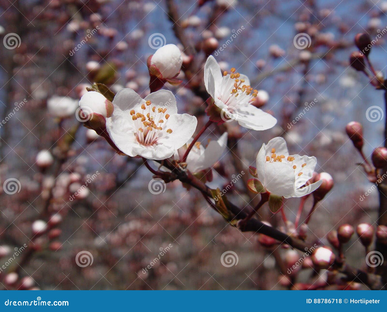 White Flowers Japanese Cherry Stock Photo Image of floral, plant 88786718