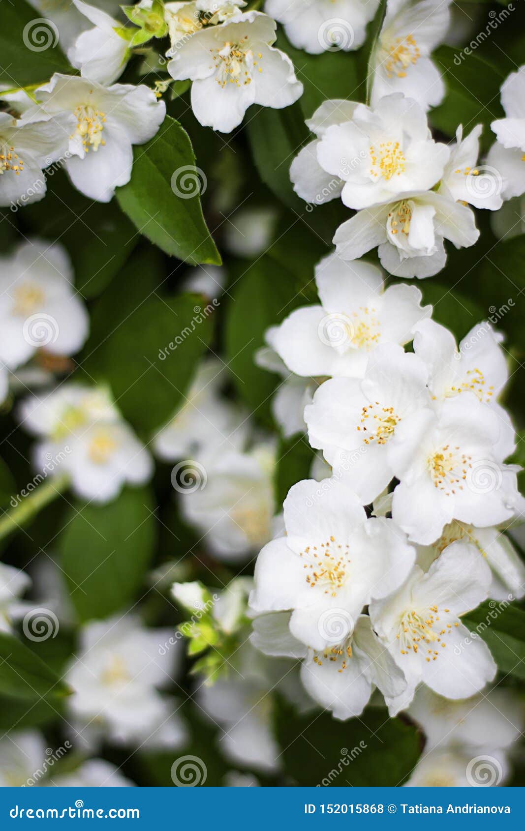 White Flowers of Jasmine with Green Leaves, Three in Focus. Spring and  Summer Background or Wallpaper for Gardening Stock Photo - Image of  freshness, decorative: 152015868