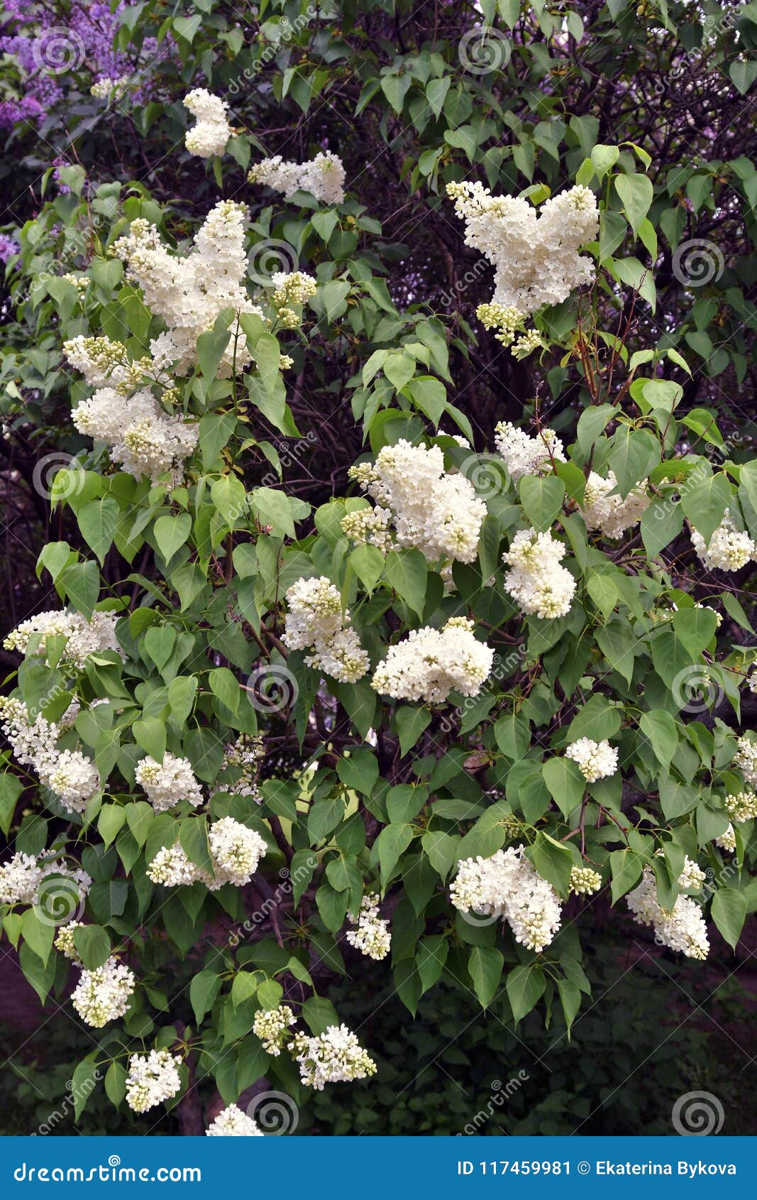 White Flowers Of Lilac Trees. Taken In Lilac Garden In